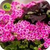 Pelargonia angielska Pinkerbell 6 sztuk
